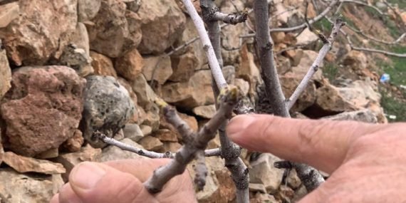 Fıstık Üreticisinde Yağış Sevinci: Yeşil Altında Verim Artışı