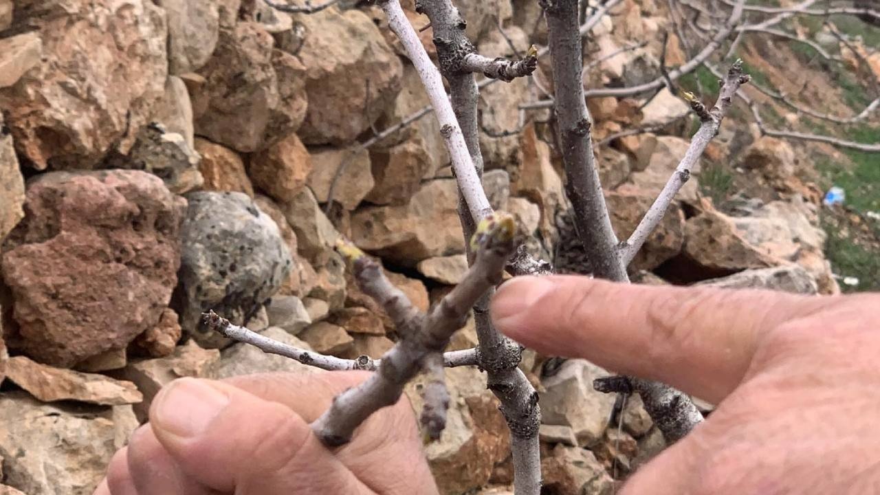 Fistik-Ureticisinde-Yagis-Sevinci-Yesil-Altinda-Verim-Artisi-featured