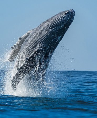 Gri-balina-populasyonu-10-yilda-yuzde-50-azaldi-featured