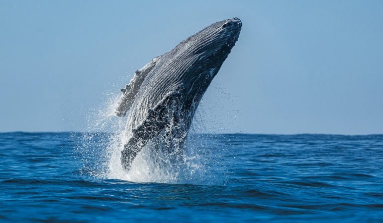 Gri-balina-populasyonu-10-yilda-yuzde-50-azaldi-featured