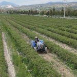 Isparta-gul-hasadina-hazirlaniyor-Bu-sene-beklentiler-yuksek-featured