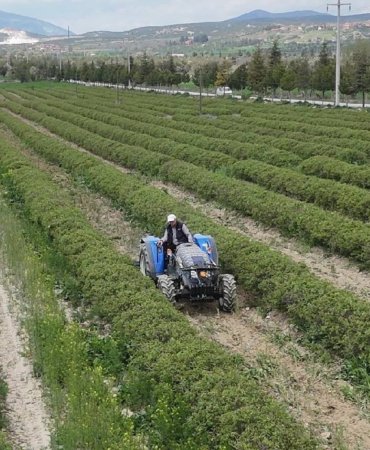 Isparta-gul-hasadina-hazirlaniyor-Bu-sene-beklentiler-yuksek-featured