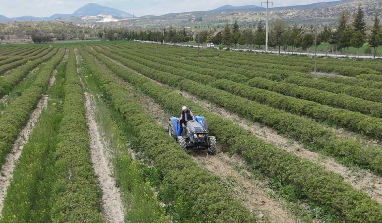 Isparta-gul-hasadina-hazirlaniyor-Bu-sene-beklentiler-yuksek-featured