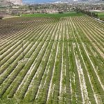 Ispartada-gul-sezonu-basliyor-Rekolte-beklentisi-13-bin-ton-featured