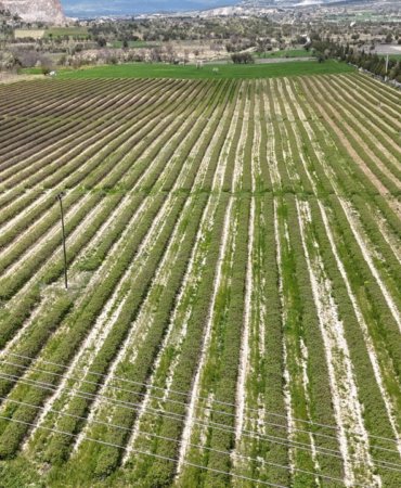 Ispartada-gul-sezonu-basliyor-Rekolte-beklentisi-13-bin-ton-featured