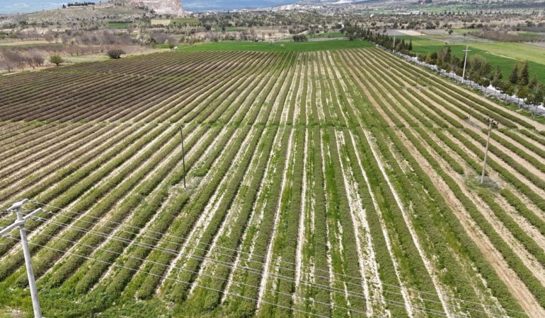 Ispartada-gul-sezonu-basliyor-Rekolte-beklentisi-13-bin-ton-featured