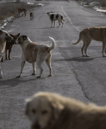 Istanbul-Valiligi8217nden-Belediyelere-Sokak-Kopekleri-Icin-Mayis-Sonu-Muhleti-featured