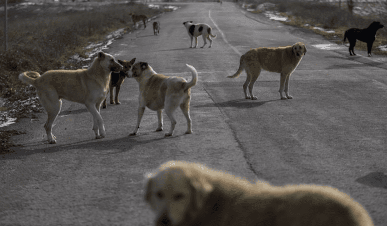 Istanbul-Valiligi8217nden-Belediyelere-Sokak-Kopekleri-Icin-Mayis-Sonu-Muhleti-featured