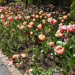 Istanbulda-lale-zamani-basladi-featured