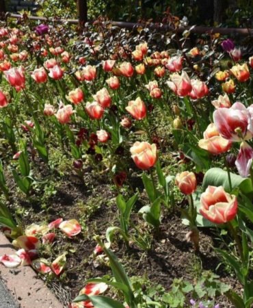 Istanbulda-lale-zamani-basladi-featured