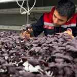 Istanbulda-yerin-30-metre-altinda-cilek-uretimi-basliyor-featured