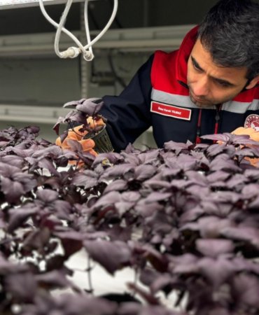 Istanbulda-yerin-30-metre-altinda-cilek-uretimi-basliyor-featured