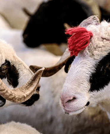 KURBAN-BAYRAMI-HANGI-GUN-2026-Kurban-Bayrami-ne-zaman-kutlanacak-featured