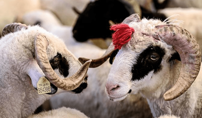 KURBAN-BAYRAMI-HANGI-GUN-2026-Kurban-Bayrami-ne-zaman-kutlanacak-featured