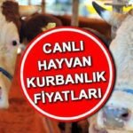 KURBANLIK-FIYATLARI-2026-CANLI-KILO-FIYAT-BILGISI-Bu-yil-buyukbas-ve-kucukbas-kurbanlik-fiyatlari-ne-kadar-Koc-dana-koyun-featured