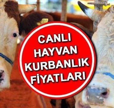 KURBANLIK-FIYATLARI-2026-CANLI-KILO-FIYAT-BILGISI-Bu-yil-buyukbas-ve-kucukbas-kurbanlik-fiyatlari-ne-kadar-Koc-dana-koyun-featured