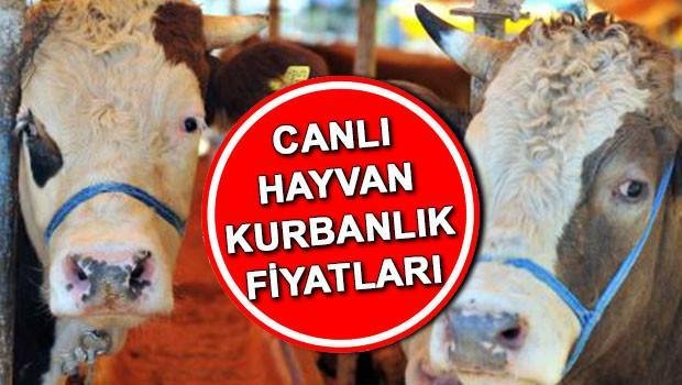 KURBANLIK-FIYATLARI-2026-CANLI-KILO-FIYAT-BILGISI-Bu-yil-buyukbas-ve-kucukbas-kurbanlik-fiyatlari-ne-kadar-Koc-dana-koyun-featured