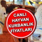 KURBANLIK-FIYATLARI-CANLI-HAYVAN-KILO-FIYATI-2026-Koc-dana-koyun-kg-fiyatlari-Diyanet-2026-vekaletle-kurban-kesim-bedeli-be-featured