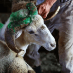 Kurban-Bayrami-2026-Kucukbas-ve-Buyukbas-Fiyatlari-featured