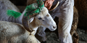 Kurban-Bayrami-2026-Kucukbas-ve-Buyukbas-Fiyatlari-featured