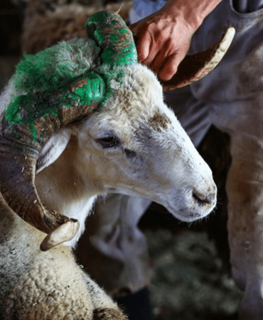 Kurban-Bayrami-2026-Kucukbas-ve-Buyukbas-Fiyatlari-featured