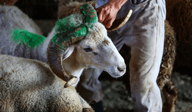 Kurban-Bayrami-2026-Kucukbas-ve-Buyukbas-Fiyatlari-featured