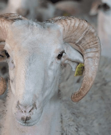 Kurban-Bayrami-2026-Tarihleri-ve-Tatil-Beklentileri-featured