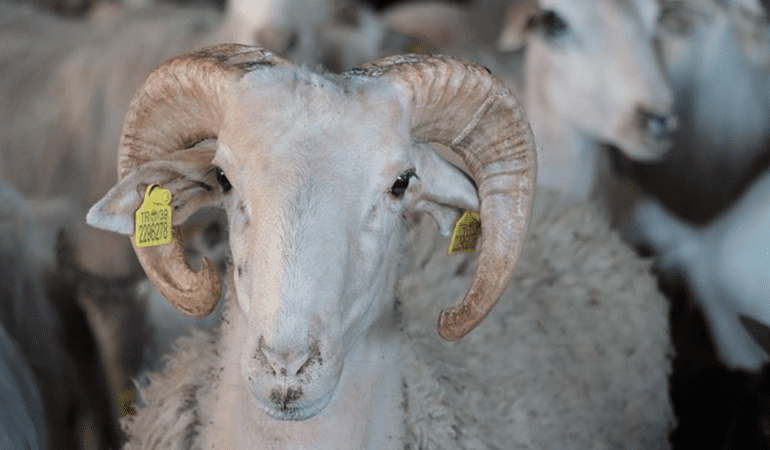 Kurban-Bayrami-2026-Tarihleri-ve-Tatil-Beklentileri-featured