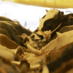 Kurban-Bayrami-ne-zaman-hangi-tarihte-Bayram-hangi-gun-featured