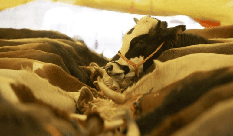 Kurban-Bayrami-ne-zaman-hangi-tarihte-Bayram-hangi-gun-featured