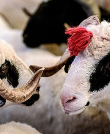 Kurban-Bayrami-oncesi-tebligi-yayimlandi-Cezalar-artti-denetim-sertlesti-featured