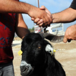 Kurban-Bayrami-tatil-suresi-uzatildi-mi-Bayram-tatili-9-gun-oldu-mu-featured