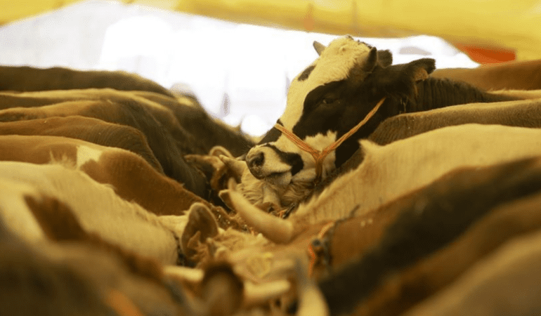 Kurbanlik-Hayvan-Fiyatlari-Guncel-Liste-2026-featured