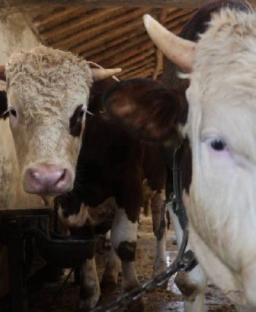 Kurbanlik-fiyatlari-iki-katina-cikti-ureticiler-uyardi-featured