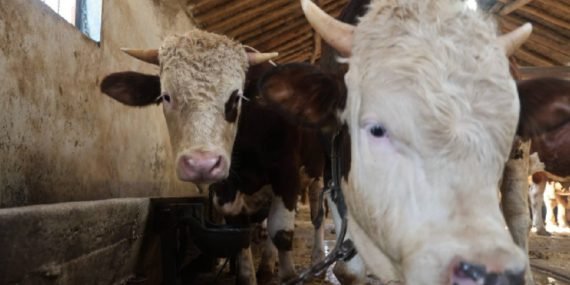 Kurbanlık fiyatları iki katına çıktı, üreticiler uyardı