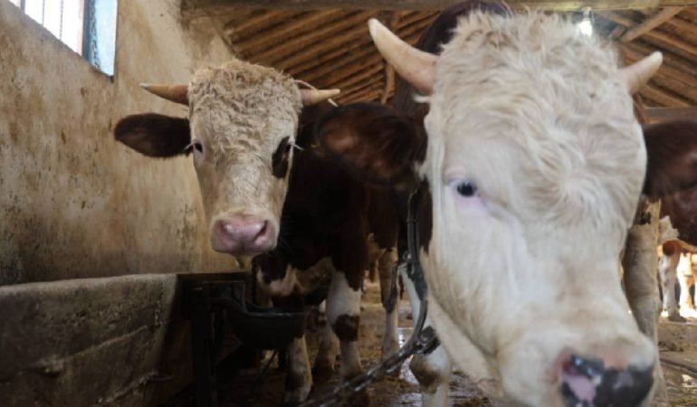 Kurbanlik-fiyatlari-iki-katina-cikti-ureticiler-uyardi-featured