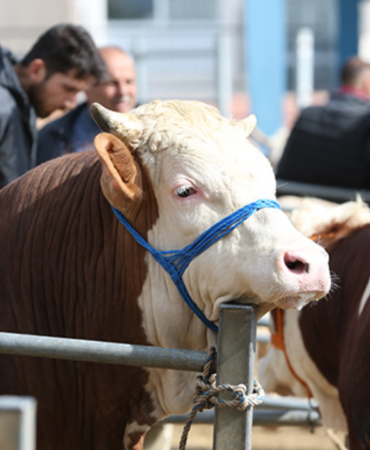 Kurbanlik-fiyatlari-sekilleniyor8230-2026-buyukbas-ve-kucukbas-kurbanlik-fiyatlari-ne-kadar-featured