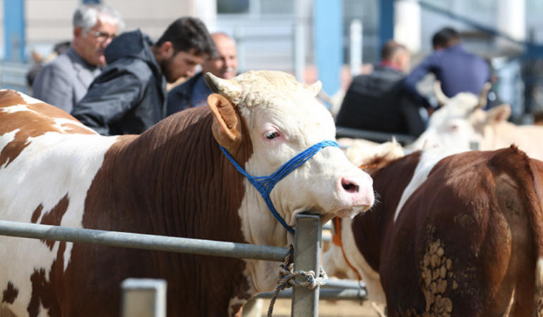 Kurbanlik-fiyatlari-sekilleniyor8230-2026-buyukbas-ve-kucukbas-kurbanlik-fiyatlari-ne-kadar-featured