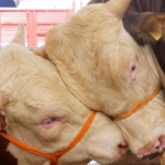 Kurbanliklar-ne-kadar-Kucukbas-ve-buyukbas-kurban-fiyatlari-kac-lira-oldu-featured