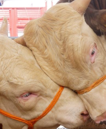 Kurbanliklar-ne-kadar-Kucukbas-ve-buyukbas-kurban-fiyatlari-kac-lira-oldu-featured