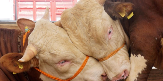 Kurbanlıklar ne kadar? Küçükbaş ve büyükbaş kurban fiyatları kaç lira oldu?