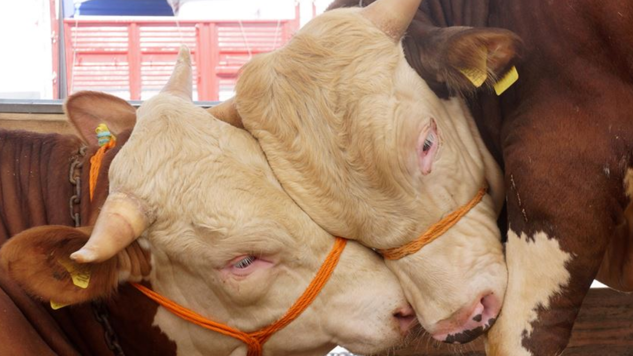 Kurbanliklar-ne-kadar-Kucukbas-ve-buyukbas-kurban-fiyatlari-kac-lira-oldu-featured