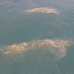 Marmarada-tedirgin-eden-goruntu-Deniz-renk-degistirdi-featured