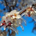 Marmarada-zirai-don-uyarisi-Risk-bu-gece-basliyor-featured