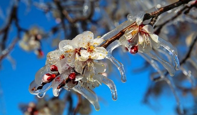 Marmarada-zirai-don-uyarisi-Risk-bu-gece-basliyor-featured