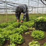 Marulda-Tarladan-Sofraya-Dev-Fiyat-Farki-Araci-Zinciri-Hedefte-featured