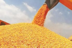Misir-ithalatinda-3-milyon-tonluk-tarife-kontenjani-acildi-featured