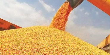 Mısır ithalatında 3 milyon tonluk tarife kontenjanı açıldı 1 Misir-ithalatinda-3-milyon-tonluk-tarife-kontenjani-acildi-featured