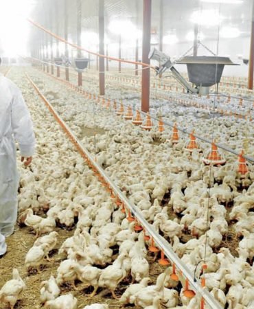 Müjdat Sezer: Tavuk Tüketimi İçin 500 Bin m2 Kümes Gerekiyor 9 Mujdat-Sezer-Tavuk-Tuketimi-Icin-500-Bin-m2-Kumes-Gerekiyor-featured