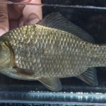 Nehirlerin-Gizli-Drami-Gocmen-Balik-Populasyonu-Yuzde-81-Eridi-featured